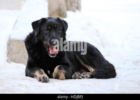 streunender Hund liegt auf dem Schnee im Winter zusammengerollt Stockfoto