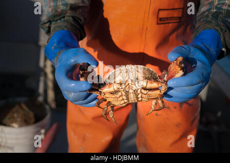 Hummerfischer hält n-Stone Crab in Hummer fallen-lecker, Yarmouth, ME gefangen werden Stockfoto