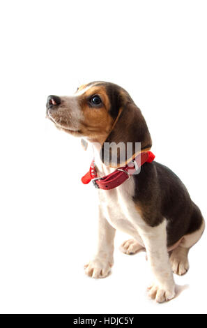 Beagle Welpen sitzen und Waitng isoliert auf weiß Stockfoto