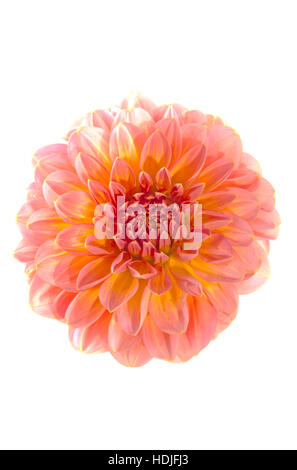 Schöne rosa gelb Dahlia isoliert auf weiß Stockfoto