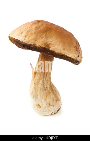 Reifen beschädigt Boletus isoliert auf weiß Stockfoto