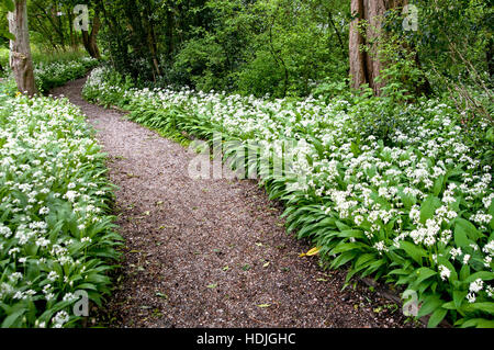 Allium Ursinum wächst in Laub-Wälder mit feuchten Böden, leicht saure Bedingungen bevorzugen. Sie blüht vor Laubbäume Blatt in die spr Stockfoto