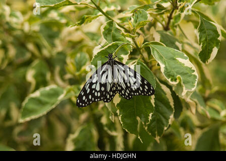 Der weiße Tiger Schmetterling schwarz geäderten Tiger, weißer Tiger, gemeinsame Tiger oder östlichen gemeinsame Tiger (Danaus Melanippus) Stockfoto