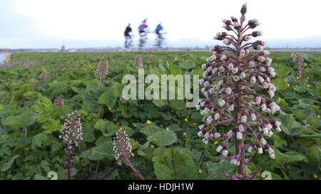 Biker am Deich mit Pestwurz Blume auf der Vorderseite