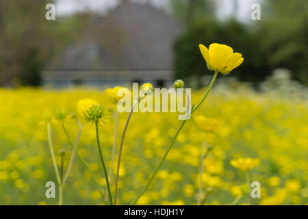 Gelber Hahnenfuß Blumen in einem Floweringfield den Niederlanden Stockfoto