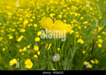 Gelber Hahnenfuß Blumen in einem Floweringfield den Niederlanden Stockfoto