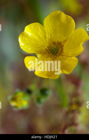 Gelber Hahnenfuß Blumen in eine blühende Feld Niederlande Stockfoto