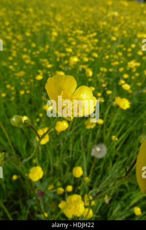 Gelber Hahnenfuß Blumen in einem Floweringfield den Niederlanden Stockfoto