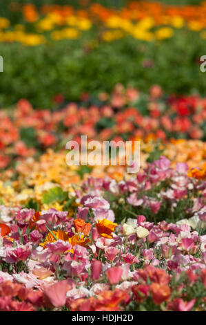 Escholzia ist eine Gattung der 12 oder mehrjährige Pflanzen in der Familie Papaveraceae (Mohn). Die Gattung ist benannt nach der baltischen deutschen Botaniker Johann Stockfoto