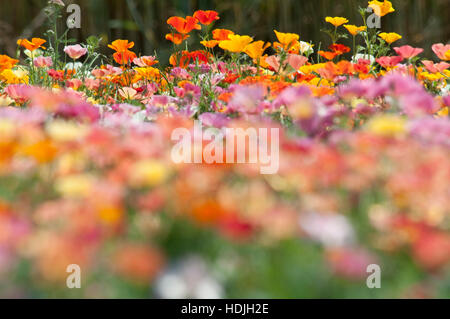 Escholzia ist eine Gattung der 12 oder mehrjährige Pflanzen in der Familie Papaveraceae (Mohn). Die Gattung ist benannt nach der baltischen deutschen Botaniker Johann Stockfoto