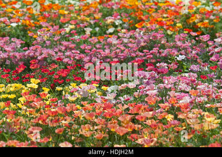 Escholzia ist eine Gattung der 12 oder mehrjährige Pflanzen in der Familie Papaveraceae (Mohn). Die Gattung ist benannt nach der baltischen deutschen Botaniker Johann Stockfoto