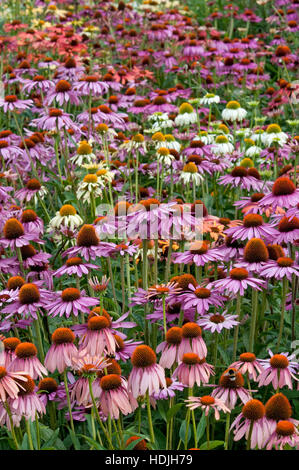 Seeigel (Echinacea). Vermarktet und untersuchten Arzneimittel enthalten verschiedene Arten (E. Purpurea, E. Angustifolia, E. Pallida), verschiedene Organe Stockfoto