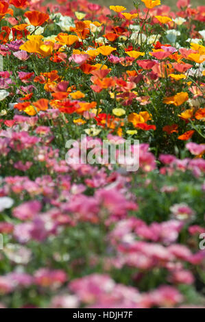 Escholzia ist eine Gattung der 12 oder mehrjährige Pflanzen in der Familie Papaveraceae (Mohn). Die Gattung ist benannt nach der baltischen deutschen Botaniker Johann Stockfoto