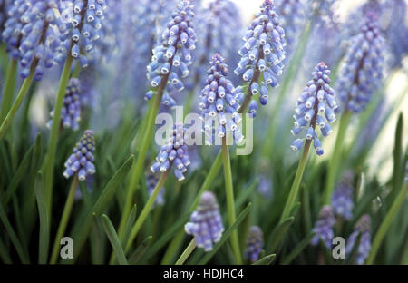 Muscari ist eine Gattung der knolligen Stauden in Eurasien heimisch, die Spitzen der dichten, meist blau, Urn-förmigen Blumen ähnlich Haufen produzieren Stockfoto