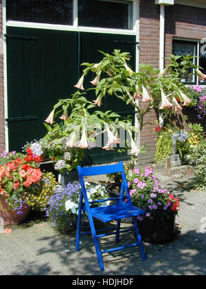 Gartenanlage mit blauen Stuhl und Datura Blumen Stockfoto