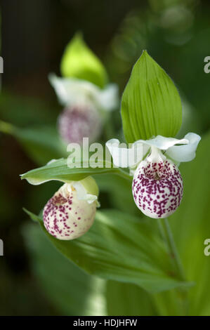 Hardy Lady Slipper Orchideen (Cypripedium "Ulla Silkens") im Garten Stockfoto
