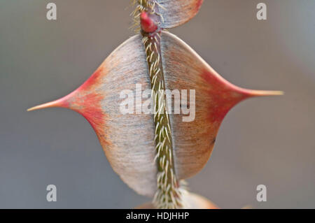 Rote und braune Dornen auf rose Zweig Stockfoto