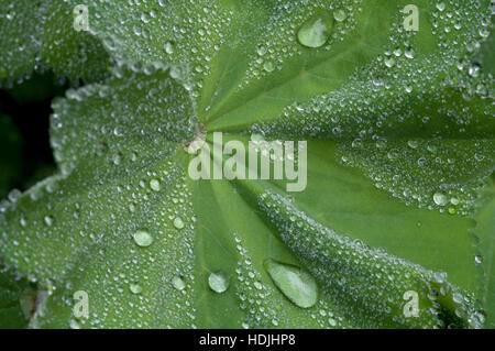 Frauenmantel (Alchemilla Mollis) mit Wassertropfen auf einem grünen Blatt Stockfoto