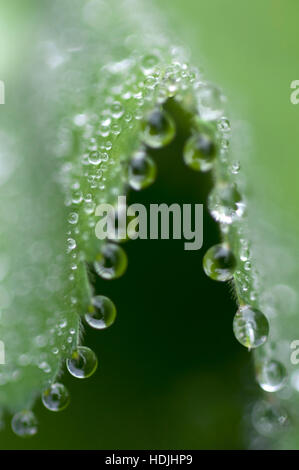 Frauenmantel (Alchemilla Mollis) mit Wassertropfen auf einem grünen Blatt Stockfoto