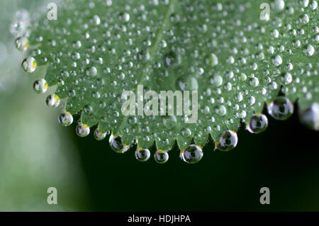 Frauenmantel (Alchemilla Mollis) mit Wassertropfen auf einem grünen Blatt Stockfoto