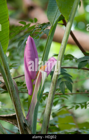 calathea freddie care Calathea 'Leopardina' (Freddie Calathea)