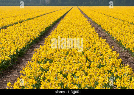 Narcissus ist eine Gattung von hauptsächlich winterhart, meist Frühjahr blühen, knolligen Stauden in der Amaryllis-Familie, Unterfamilie Amaryllidoideae. Stockfoto