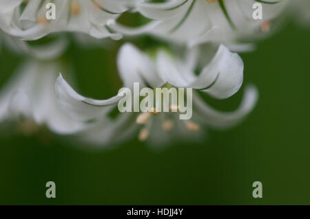 die Ornithogalum Longebracteatum, gemeinsame Sprache als die schwangere Zwiebelpflanze bekannt ist eine Art von Ornithogalum, die oft als eine Housepl angebaut wird Stockfoto