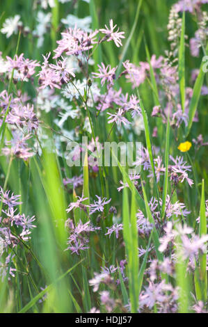 Ragged Robins blühen von Mai bis August, gelegentlich später und Schmetterlinge und lang genutet Bienen ernähren sich von den Blüten Nektar. Stockfoto