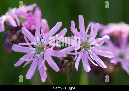 Rosa Ragged Robins Blüte in einem Feld Stockfoto