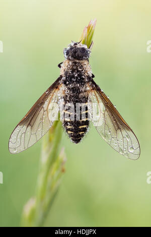 Lomatia ist ein Gattungen von "Biene fliegen" aus der Familie Bombyliidae Unterfamilie Lomatiinae. Stockfoto