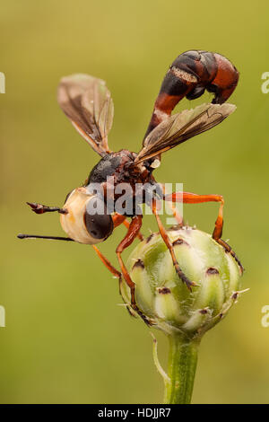 Conopidae, normalerweise bekannt als die unter der Leitung von dicken fliegen, man findet sie am häufigsten auf Blumen, ernähren sich von Nektar wi Stockfoto