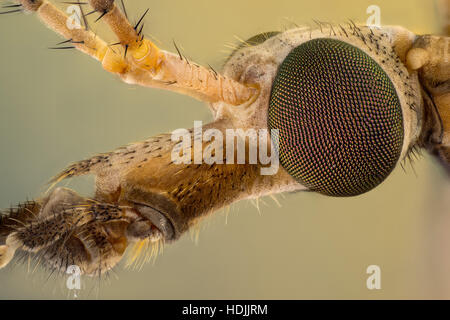 Tipula ist eine sehr große Insekt Gattung in der Fliege Familie Tipulidae. Sie sind bekannt als Schnaken oder Daddy Langbein. Weltweit gibt es gut ov Stockfoto