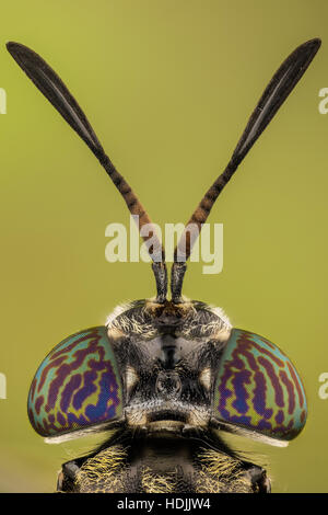 Schwarzen Soldaten fliegen sind verbreitete Fliege der Familie Stratiomyidae. Weder die Larven als auch die Erwachsenen gelten als Schädlinge oder Vektoren. Stattdessen Stockfoto