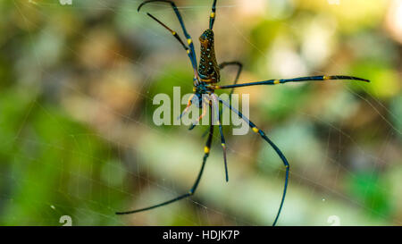 Nephila Maculata auf Spinne Netz, Gam Insel, West Papua, Raja Ampat, Indonesien Stockfoto