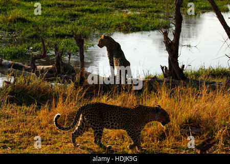 Zwei Leoparden zusammen am Wasser an einem heißen Tag in Afrika. Fantastischer Anblick während auf safari Stockfoto