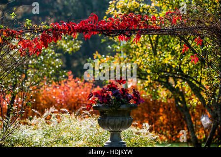 Colors of fall in a garden Stockfoto
