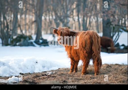 Die Highland-Rinder ist gut geeignet für die schottischen Higlands und die nordischen Länder und damit Leben im Freien im winter Stockfoto