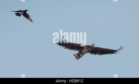 Eine Krähe, die Jagd nach dem fliegenden Seeadler mit einem blauen Himmel im Hintergrund Stockfoto