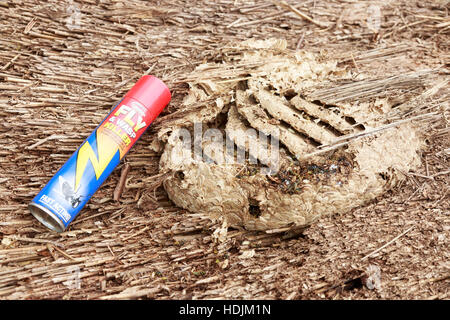 Details der Wespen Nest in thatched Dach Schädlingsbekämpfung mit Toten Wespen und Maden Stockfoto