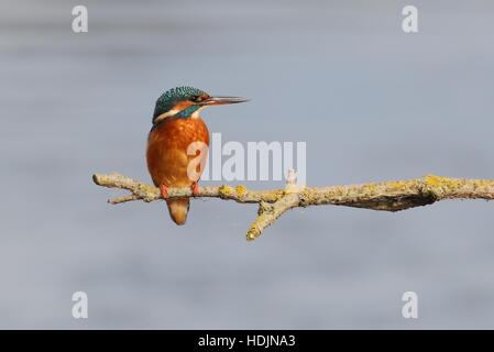 Eisvogel Stockfoto