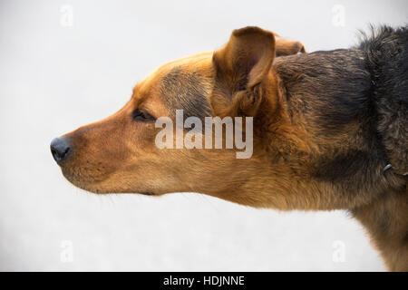Deutscher Schäferhund gekreuzt Hund schnüffeln die Brise Stockfoto