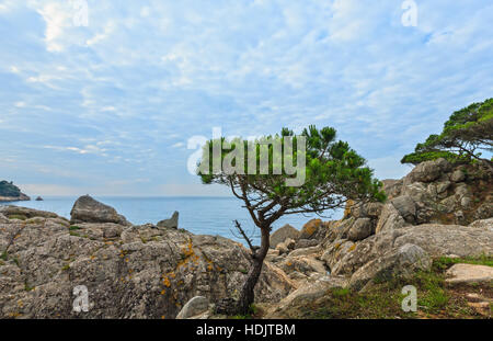 Sommermorgen Küste Landschaft mit Kiefer vor (in der Nähe von Palamos, Costa Brava, Spanien). Stockfoto