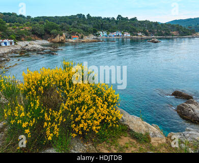 Sommerlandschaft Morgen Meer Küste und blühenden Strauch mit gelben Blüten vor (in der Nähe von Palamos, Costa Brava, Spanien). Stockfoto