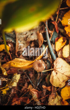 Pilze auf einem Baumstumpf und Herbst Blätter auf dem Boden im Wald. Stockfoto