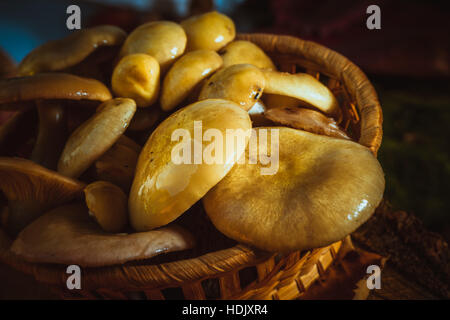 ubling Pilze in einem Weidenkorb hautnah auf Moos. Stockfoto
