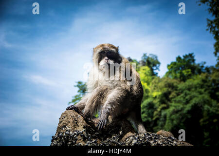 Affe sitzt auf Felsen auf Hintergrund von Dschungel und Himmel. Stockfoto