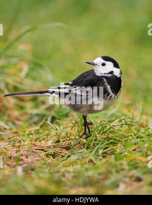 Trauerschnäpper Bachstelze (Motacilla Alba) am Boden Stockfoto