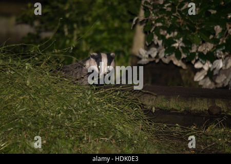 Europäischer Dachs (Meles Meles) von Sett in Stadt. Fleischfresser in Familie Mustelidae entstehende Sett auf Friedhof im Zentrum von Bath Stockfoto