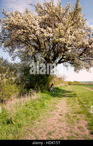 PYRUS COMMUNIS CUBBINGTON BIRNE IN BLÜTE Stockfoto