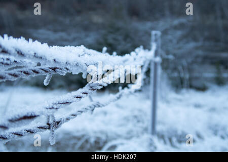 Stacheldraht im winter Stockfoto